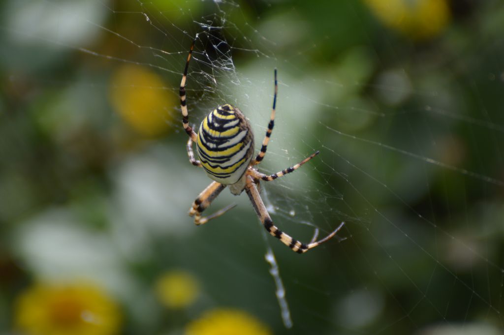 Argiope bruennichi - Colbassano (PG)